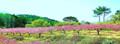 도남동 복사꽃 풍경 썸네일 이미지