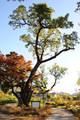 영천 약남리 회화나무 썸네일 이미지