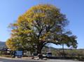 치산리 느티나무 썸네일 이미지