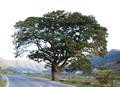 용소리 느티나무 썸네일 이미지