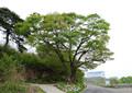 대평리 느티나무 썸네일 이미지