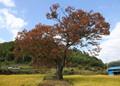 북리 느티나무 썸네일 이미지