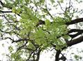 영천향교 회화나무 잎 상세 썸네일 이미지