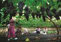 보현산 별빛 포도마을 포도수확 썸네일 이미지