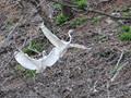 오산리 왜가리 서식지에서 백로의 둥지재료 모으는 모습 썸네일 이미지